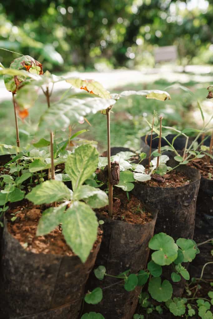 Young cacao trees