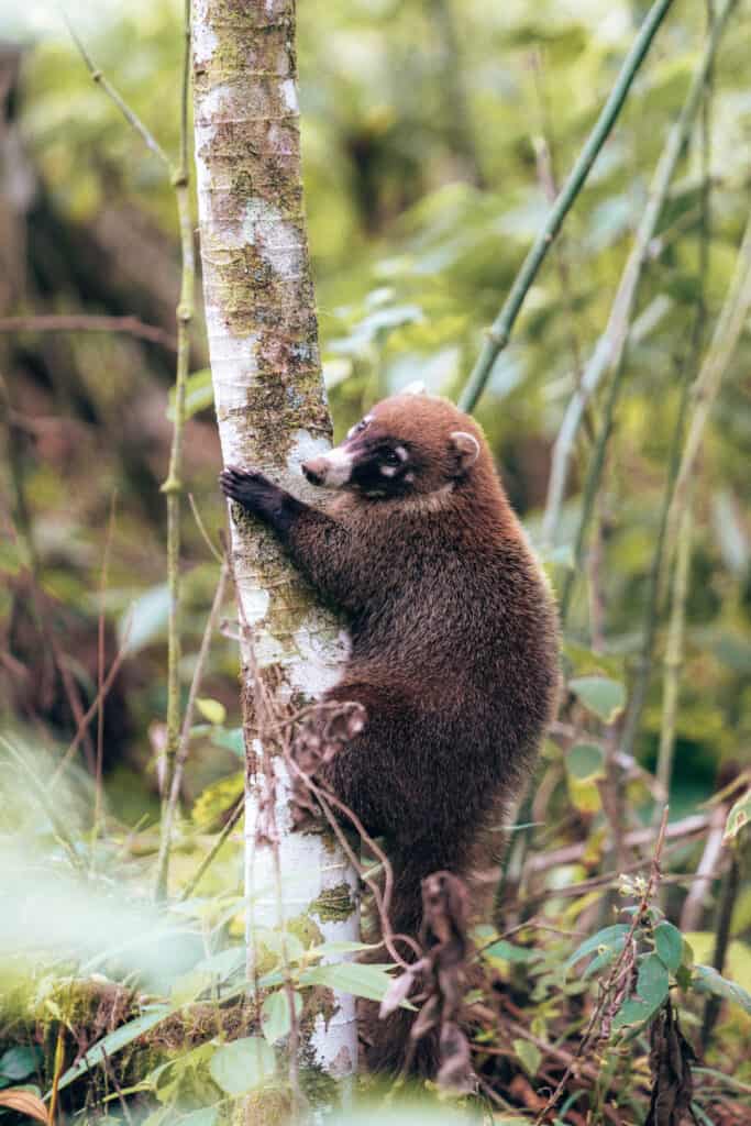 Coati climbing a tree