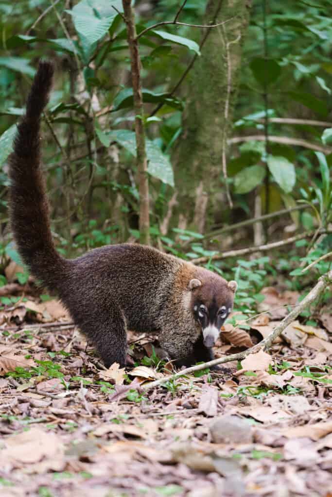 Coati searching for food