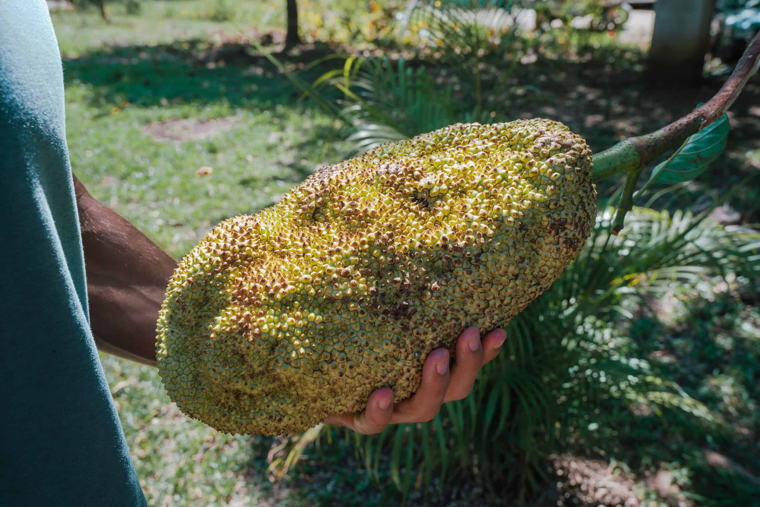 Jackfruit Farmers Market