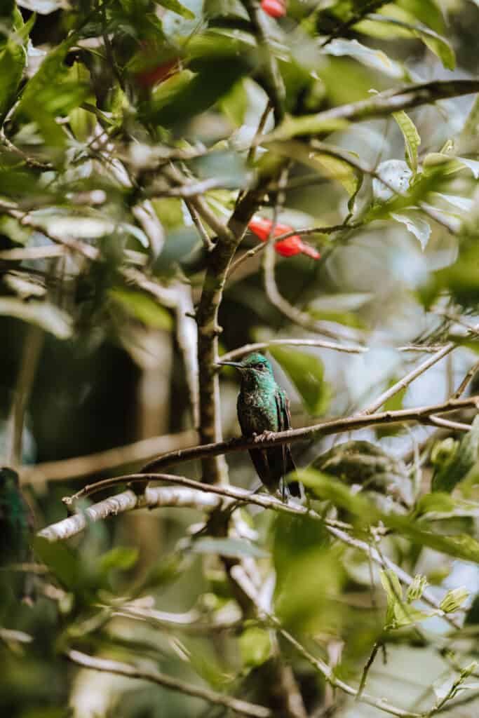 Hummingbird in Monteverde Cloud Forest Costa Rica