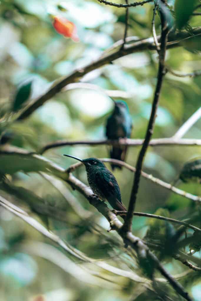 Hummingbirds in Monteverde Cloud Forest Costa Rica