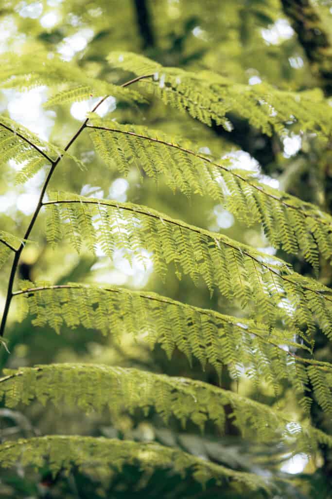 Fern in Monteverde Cloud Forest Costa Rica