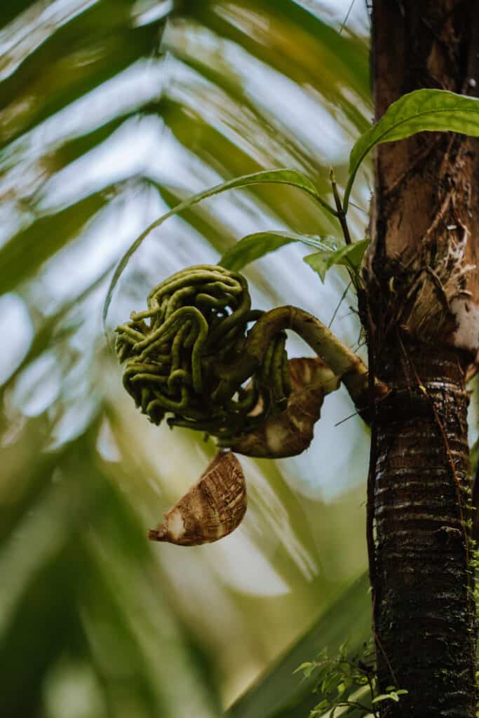 Explore extraordinary plants in Monteverde Cloud Forest Costa Rica
