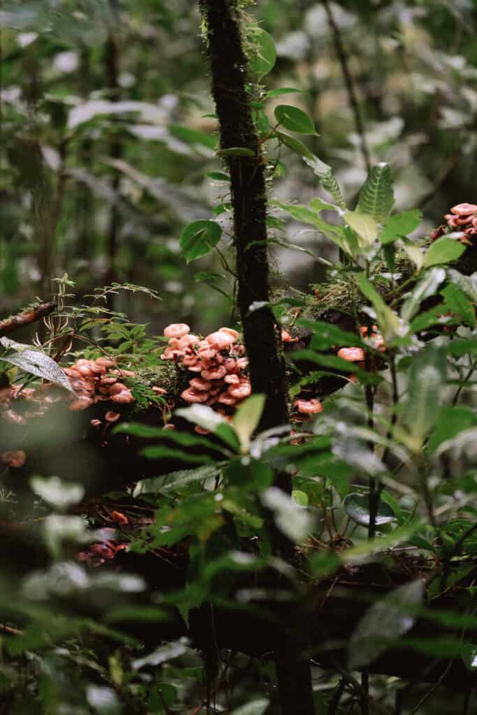 Tree mushroom in Monteverde Cloud Forest Costa Rica