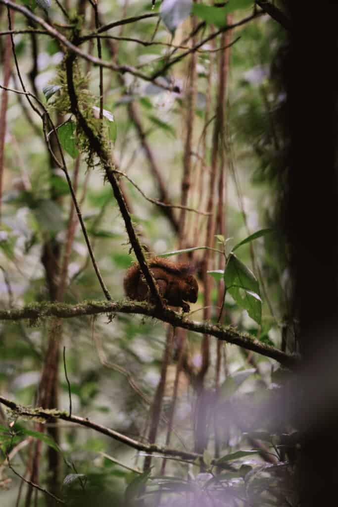 Squirrel in Monteverde Cloud Forest Costa Rica