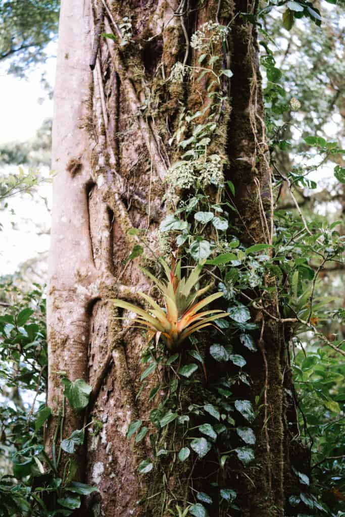 Tree in Monteverde Cloud Forest Costa Rica