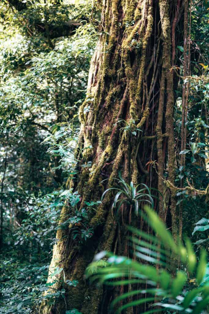 Visit massive old trees in Monteverde Cloud Forest Costa Rica