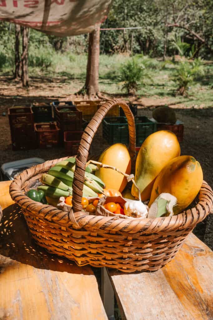 Basket of organic veggies from Rainbow Organic Market in Nosara