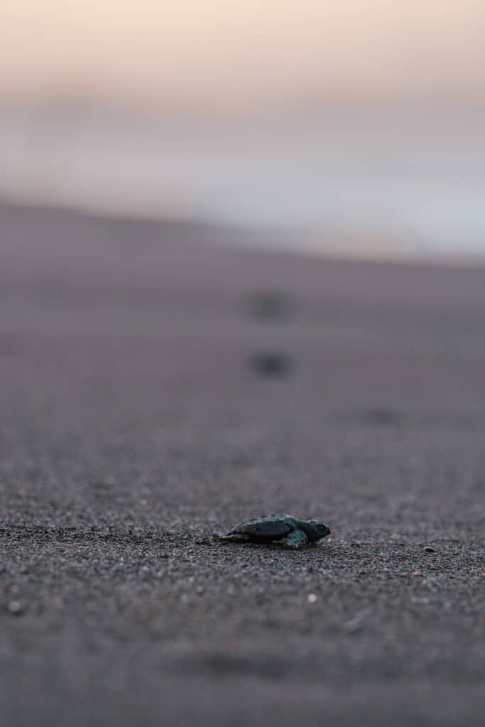 Turtles Hatching Ostional Beach, Costa Rica