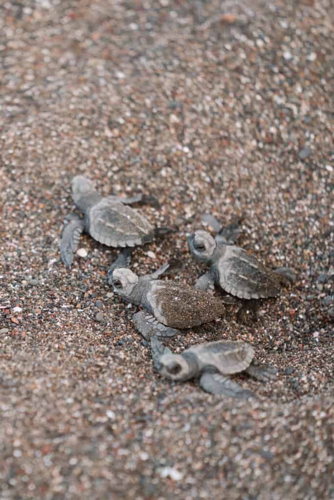 Turtles Hatching Ostional Beach, Costa Rica