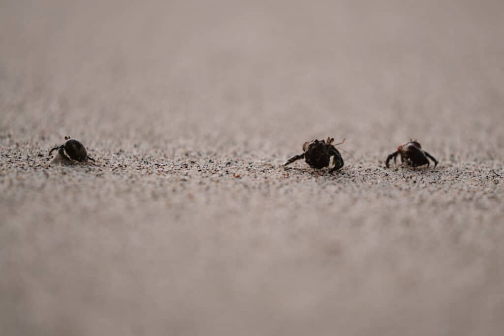 Crab at San Juanillo Beach