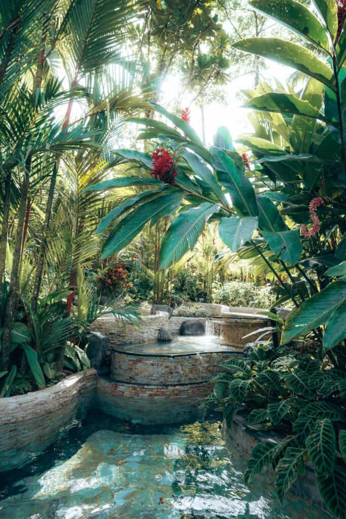 A pool in the middle of a tropical garden.