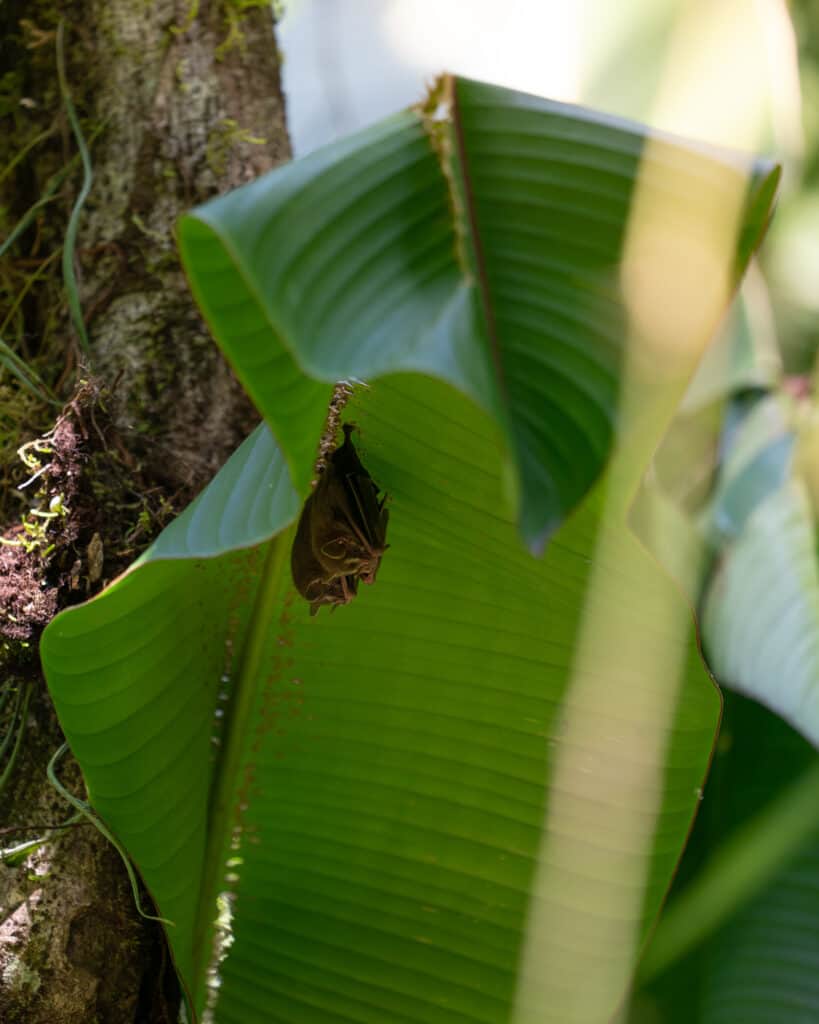 Bats hanging on a leaf in Corcovado national park