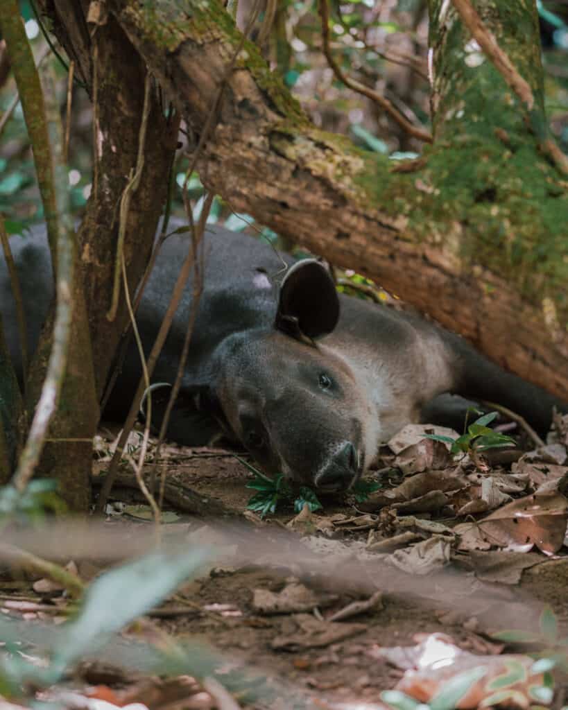 Tapir at Corcovado national park