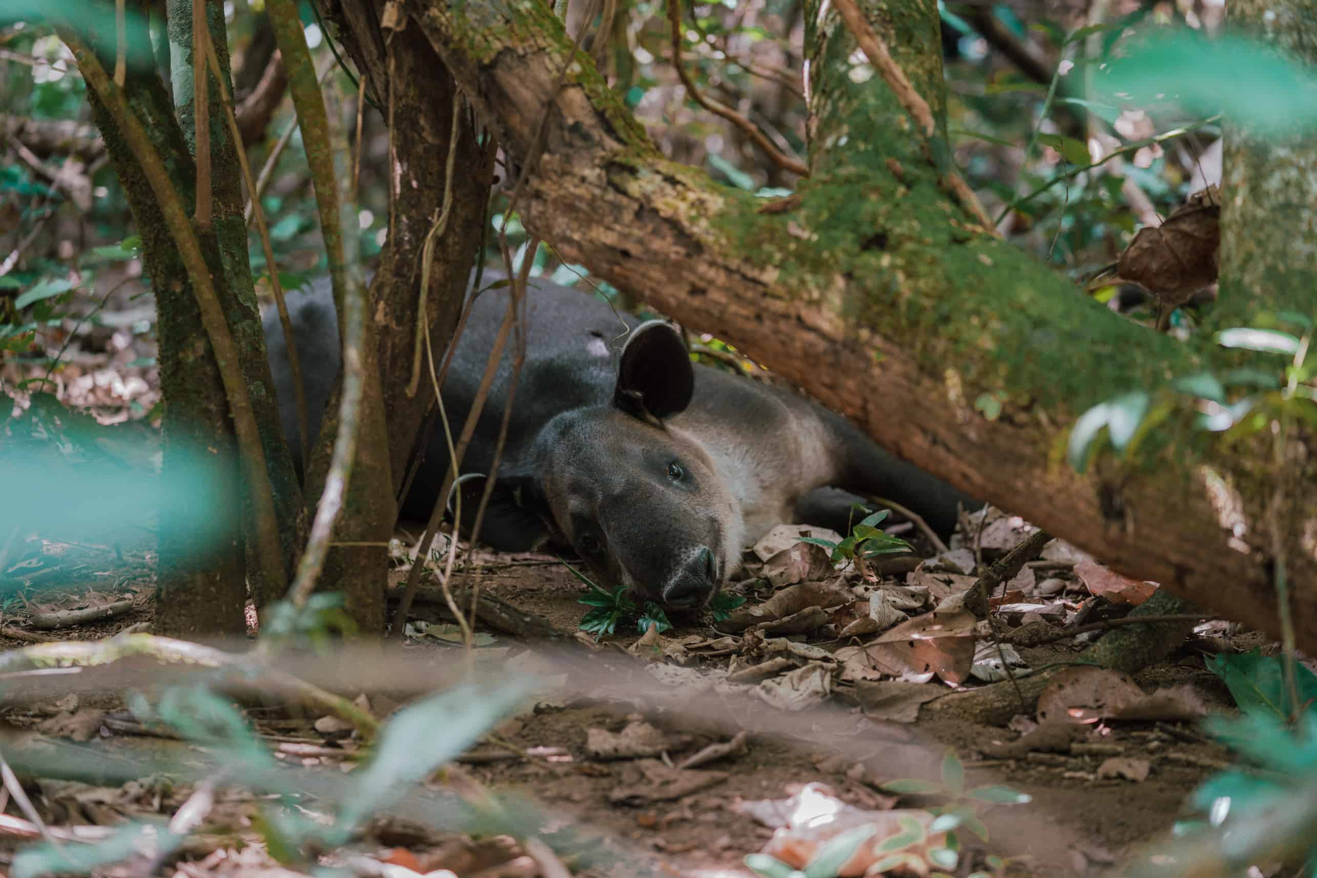 Tapir at Corcovado national park