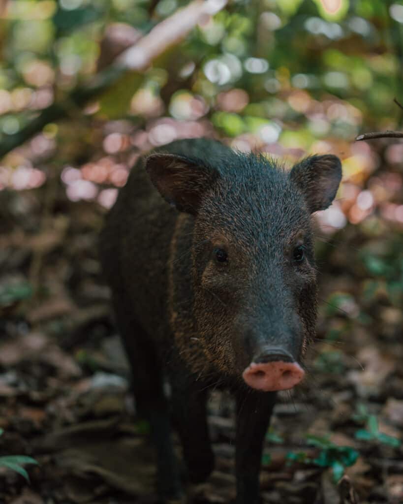 Peccary at Corcovado national park