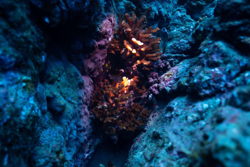 Coral Cano Island Costa Rica