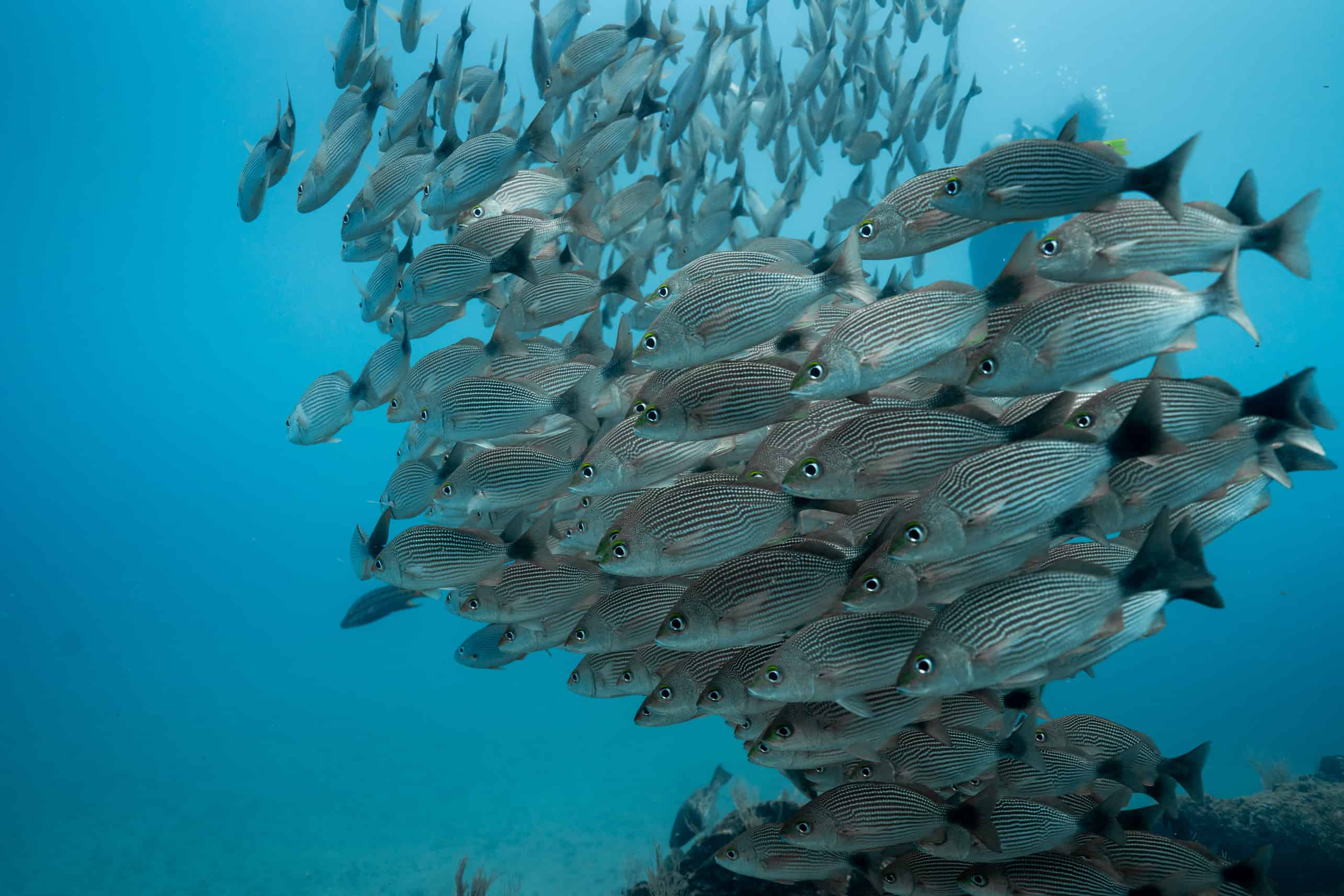 Diving at Cano Island Costa Rica