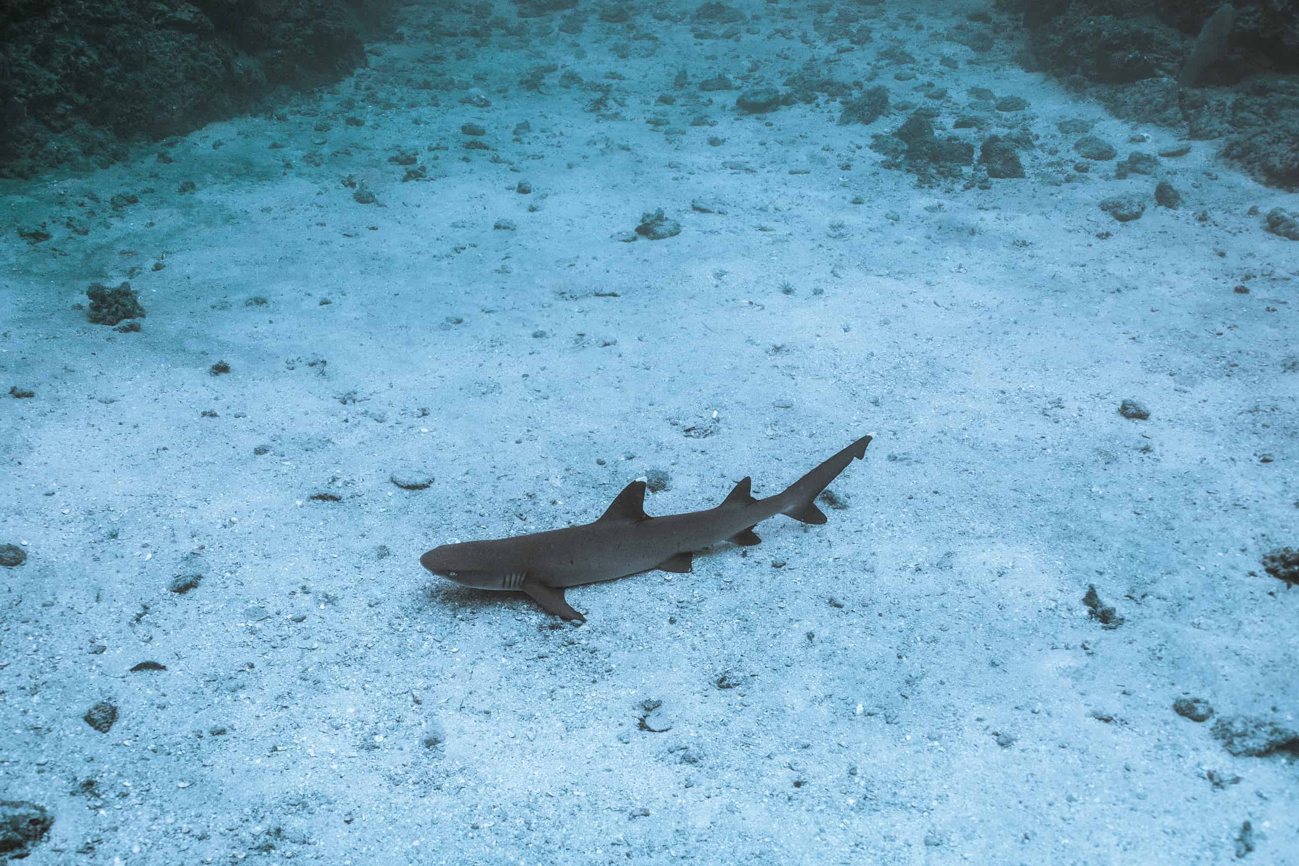 White tip reef shark at Cano Island