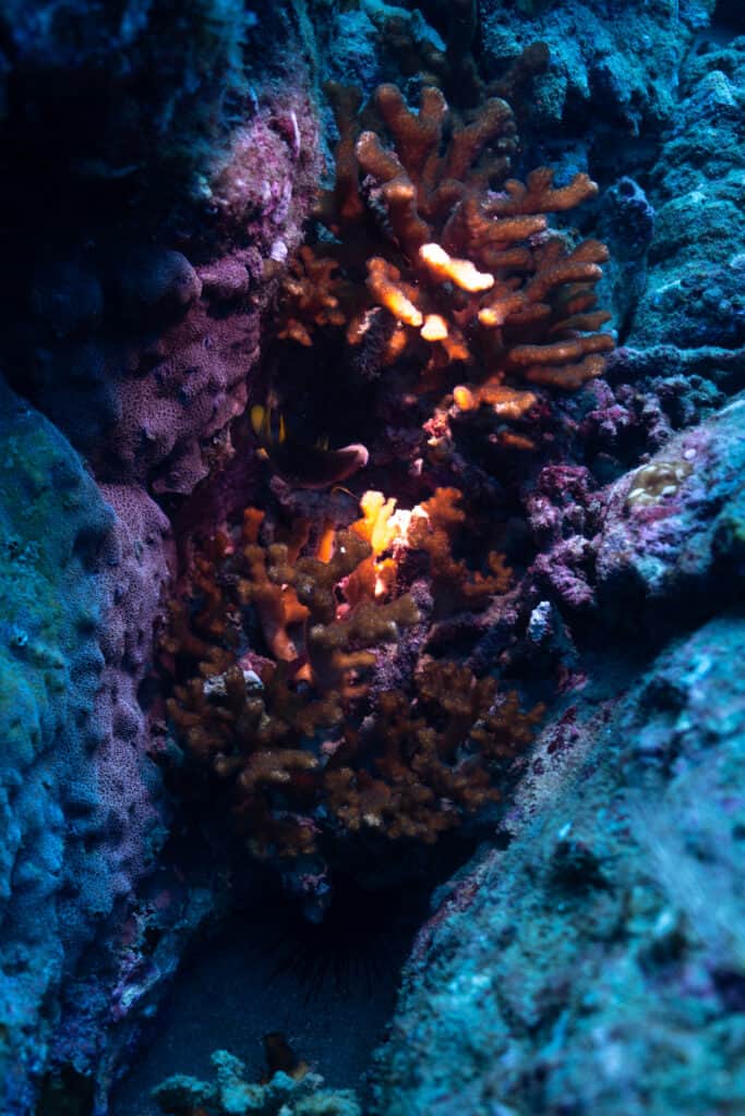 Coral Cano Island Costa Rica