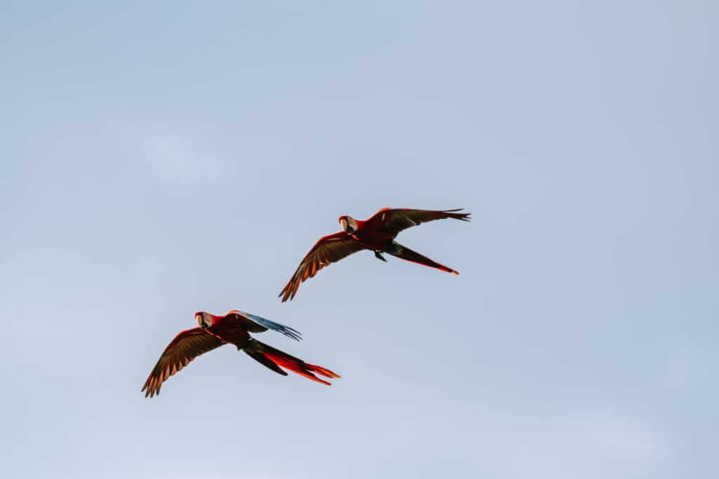 6 Best things to do in Manuel Antonio Costa Rica Sun Chasing Travelers