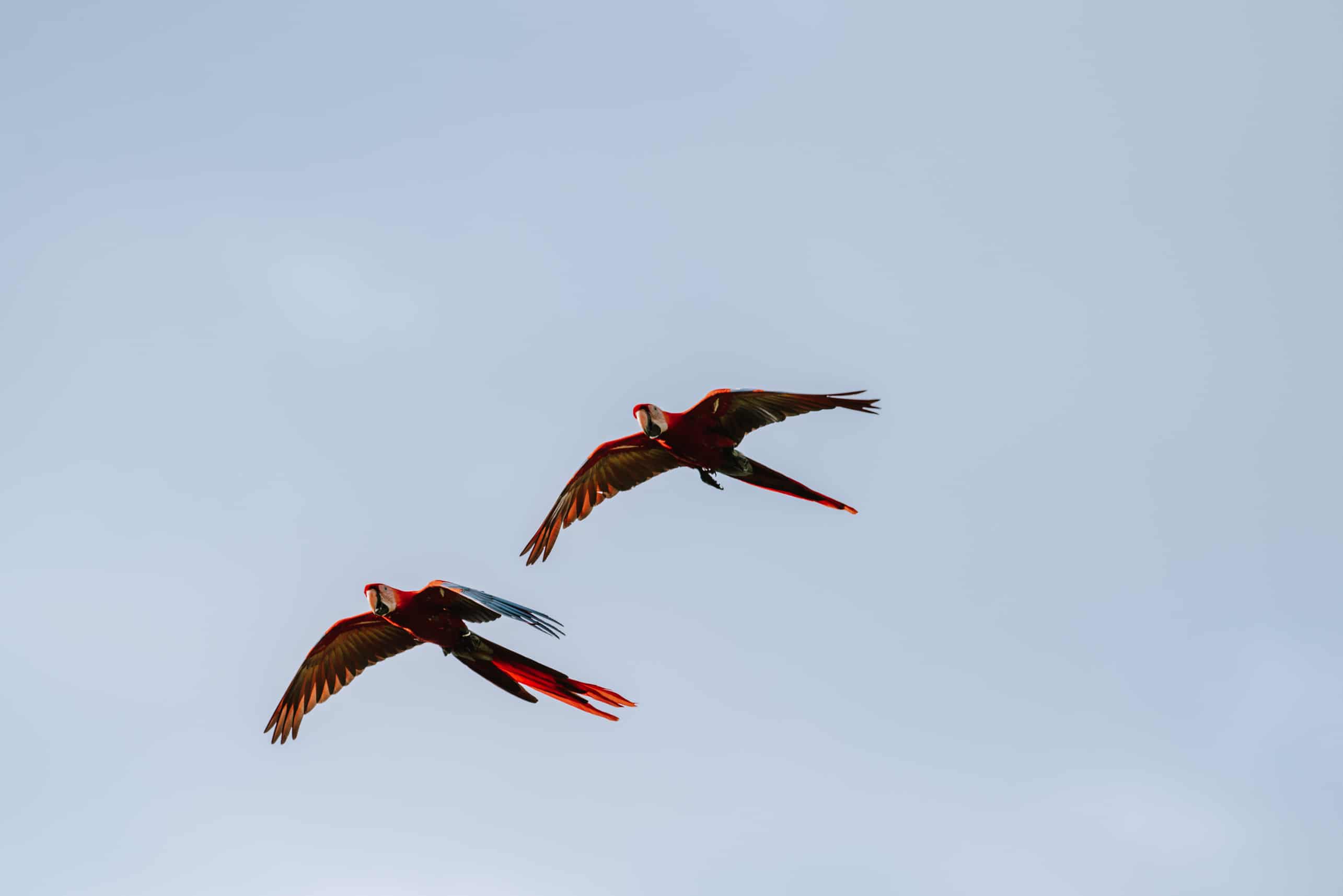 Two parrots flying next to each other