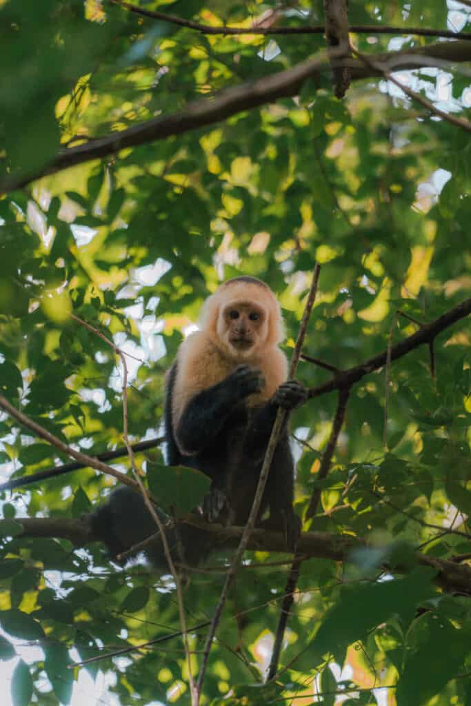 Capuchin Monkey