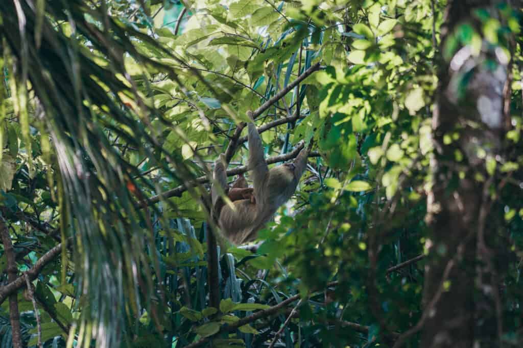 Sloth hanging in Tree at Manuel Antonio Costa Rica