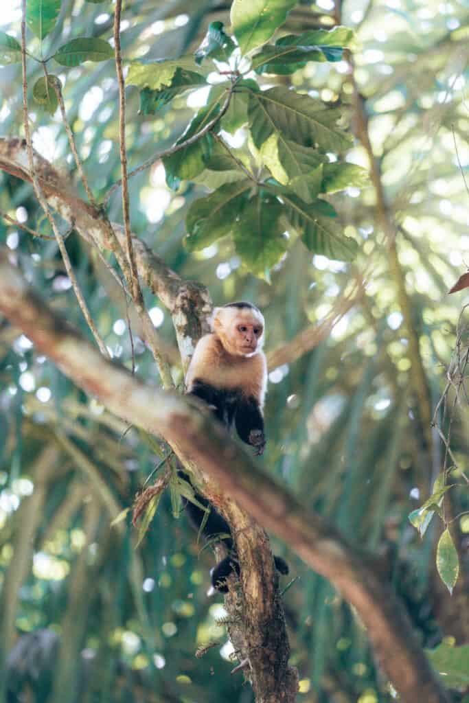 Capuchin Monkey in Manuel Antonio National Park Costa Rica