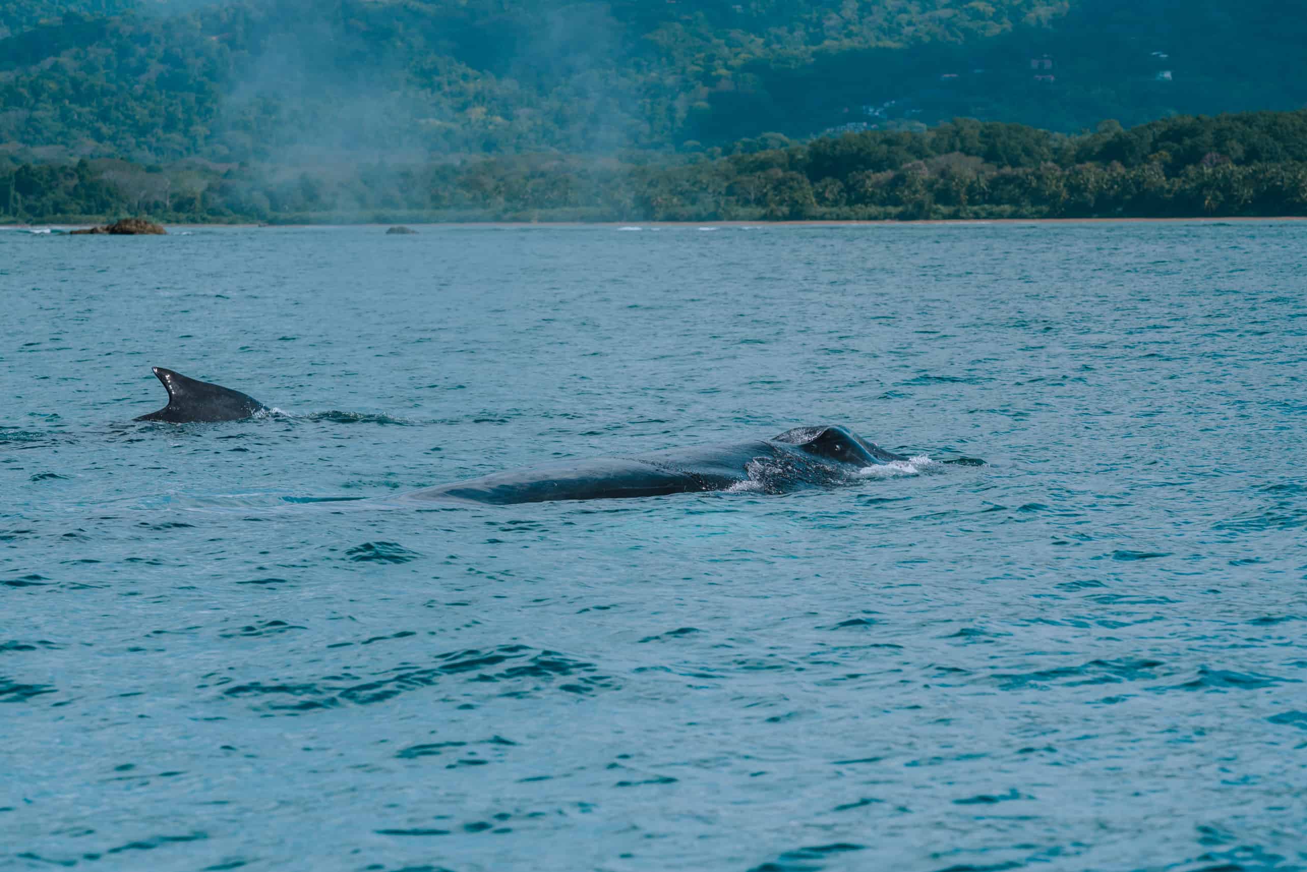 Humpback whales coming to surface to breath Marino Ballena National Park Costa Rica