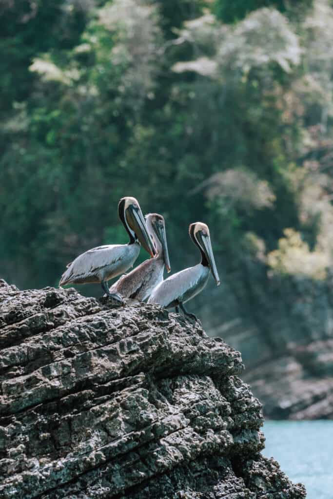 Pelicans sitting on rock Marino Ballena National Park Costa Rica