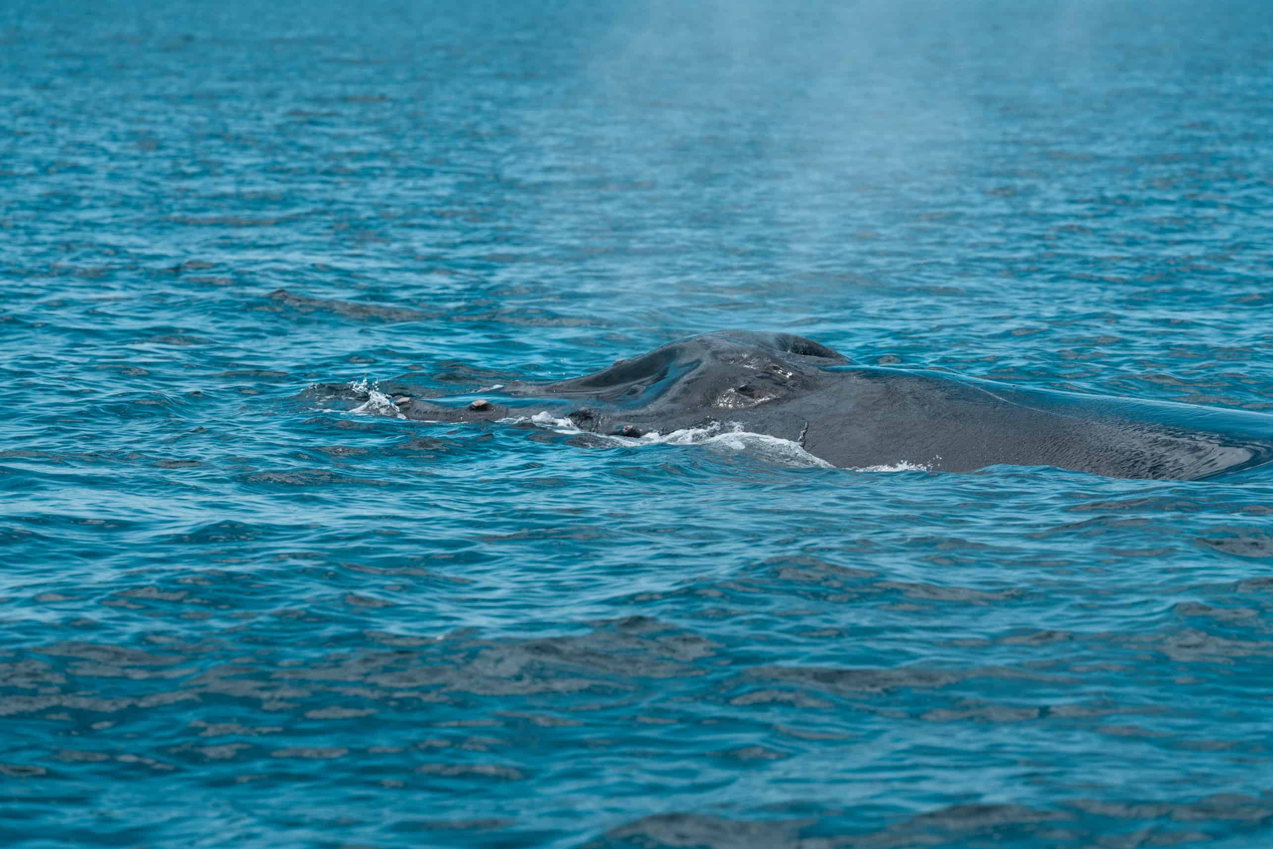 Humpback whale on surface Marino Ballena National Park Costa Rica
