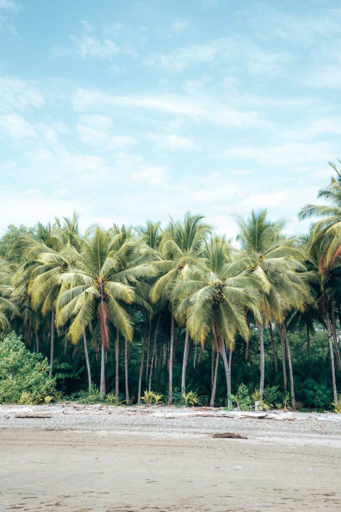 Palm trees at Uvita Beach Costa Rica