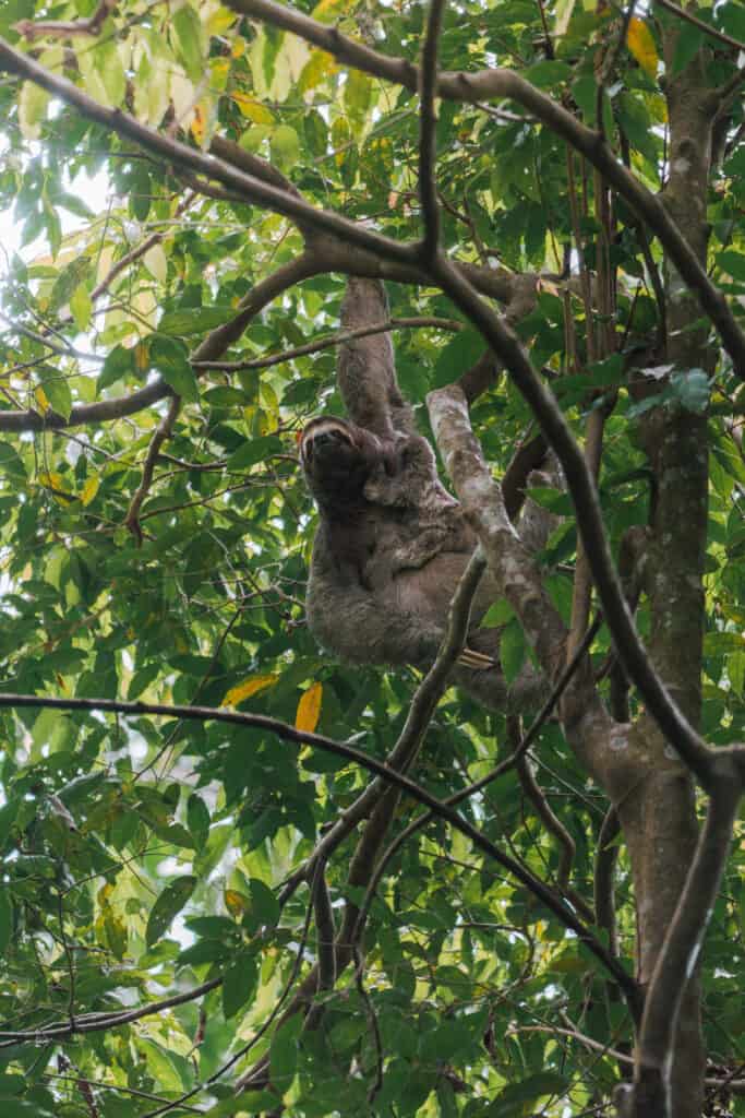 Sloth with young hanging in the trees Quepos Manuel Antonio Costa Rica