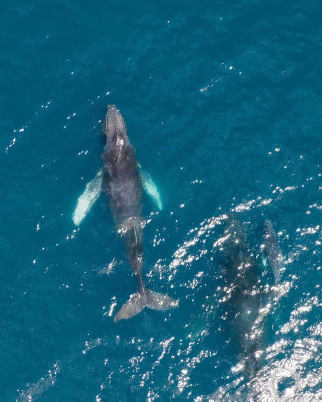 Aerial shot of humpback whale Marino Ballena National Park Costa Rica