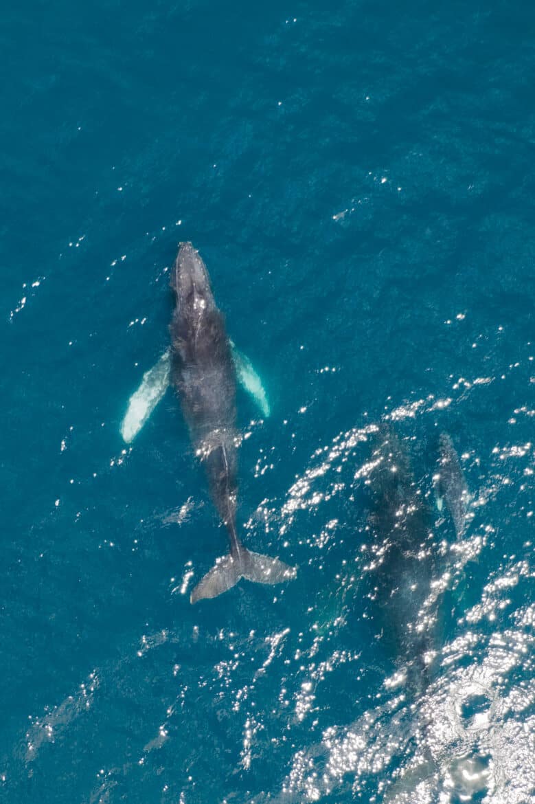 Aerial shot of humpback whale Marino Ballena National Park Costa Rica