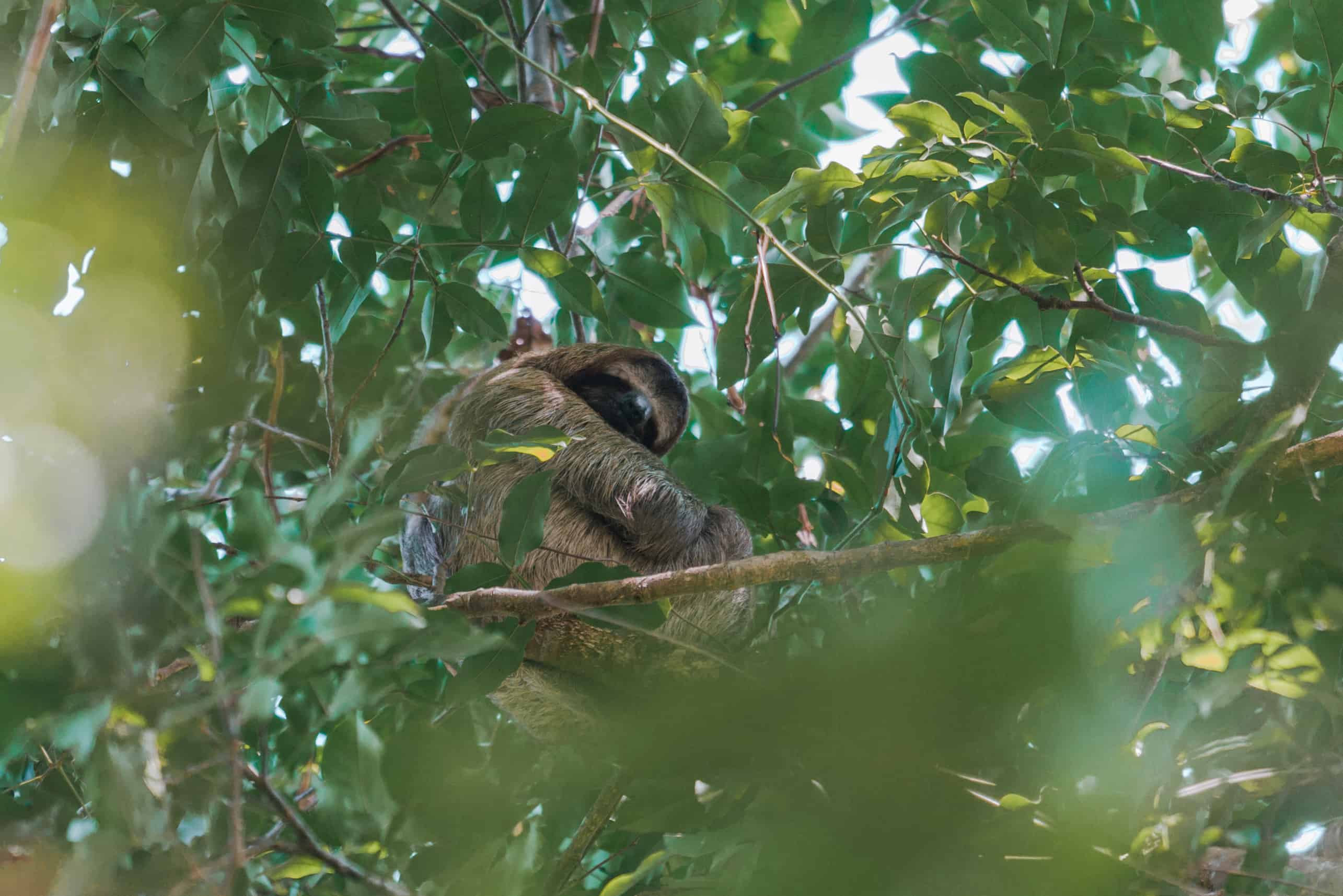 Sloth sitting on tree at Manuel Antonio Costa Rica