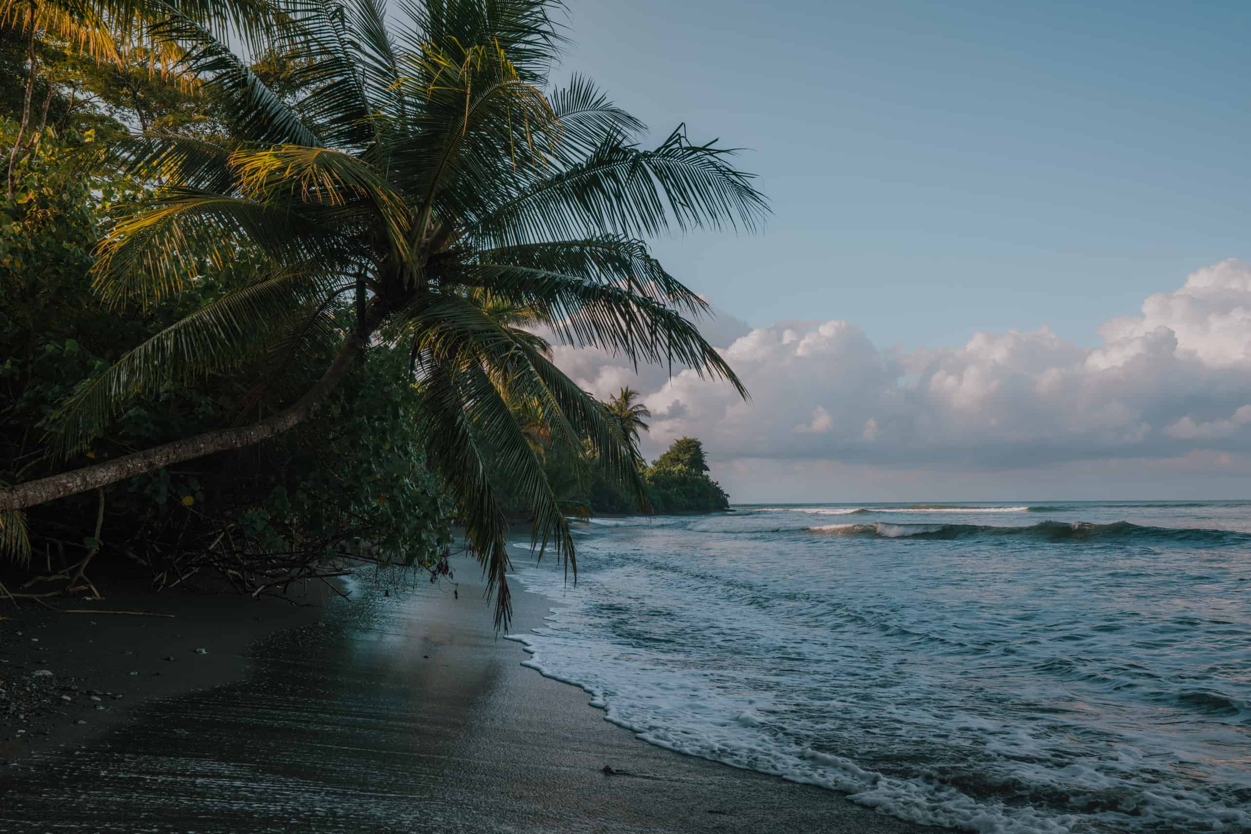 A black sand beach with palm trees and waves located in Drake Bay, Costa Rica near Corcovado National Park.