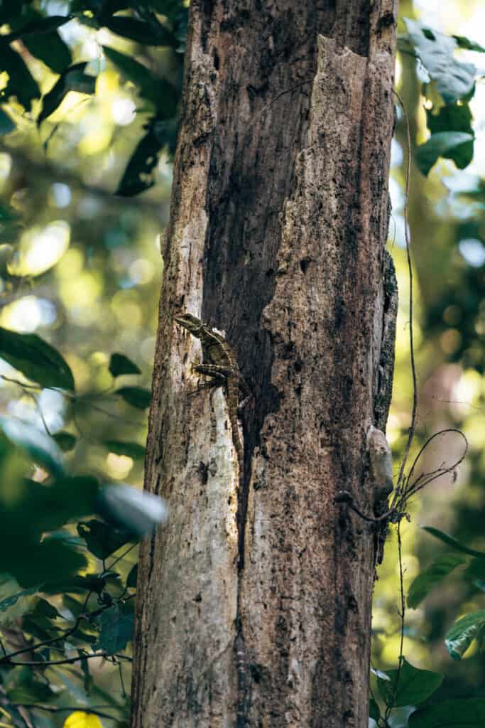 A lizard perched on a tree trunk in Corcovado National Park in Drake Bay, Costa Rica.