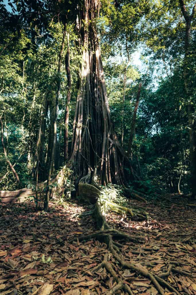 The roots of a tree in Corcovado National Park.