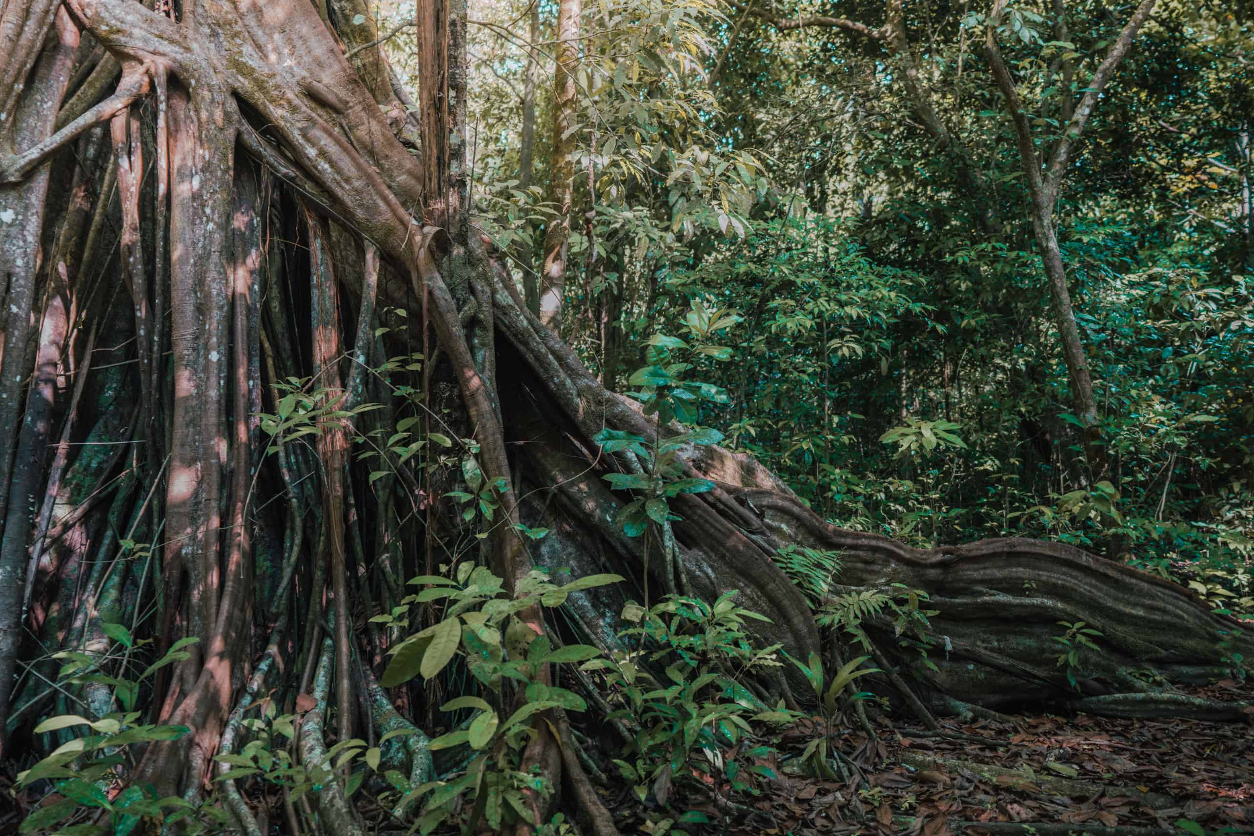 The roots of a tree in Corcovado National Park.