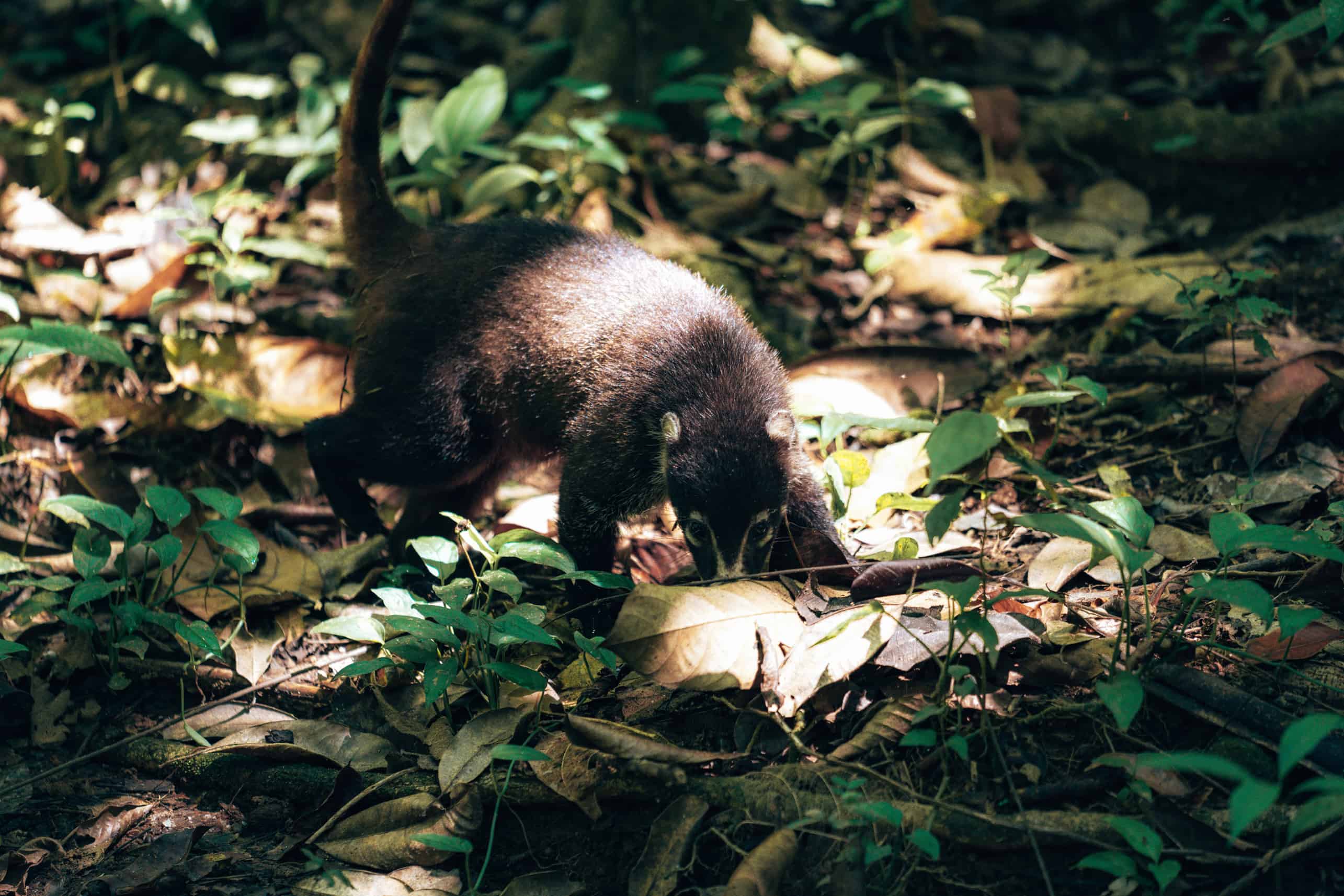 Coati Corcovado national park