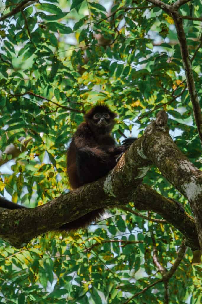 Spider Monkey Corcovado national park