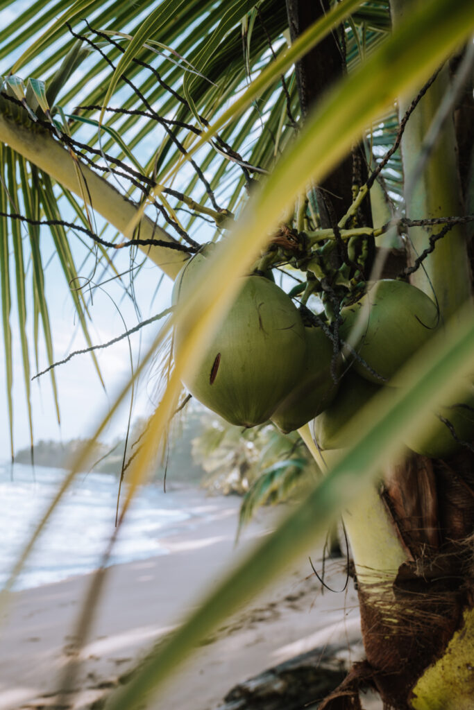 Punta Uva Coconuts