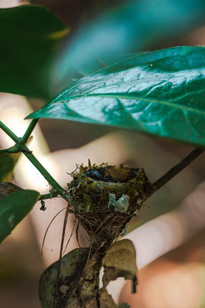 hummingbird nest Corcovado national park