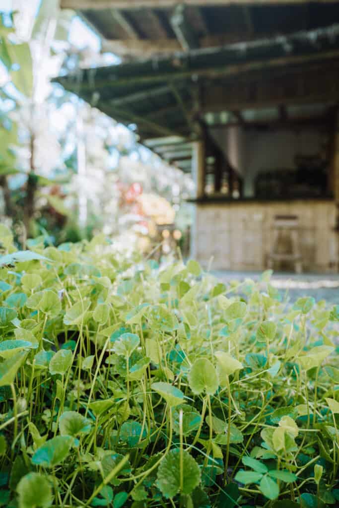 Finca Tierra Permaculture Design Course Gotu Kola