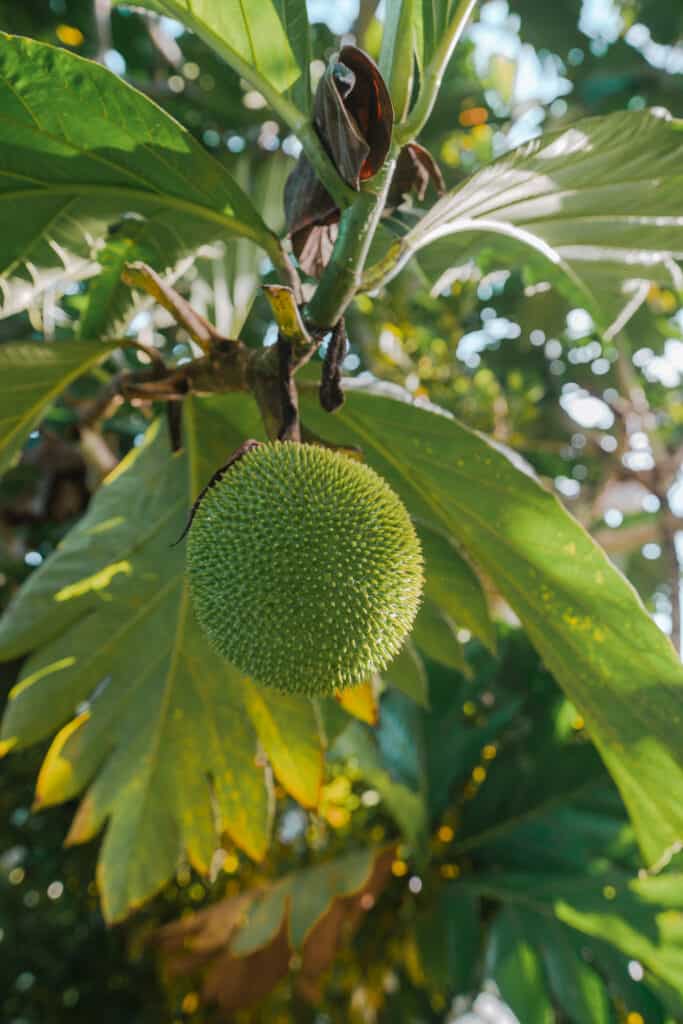 Finca Tierra Permaculture Design Course Bread nut tree