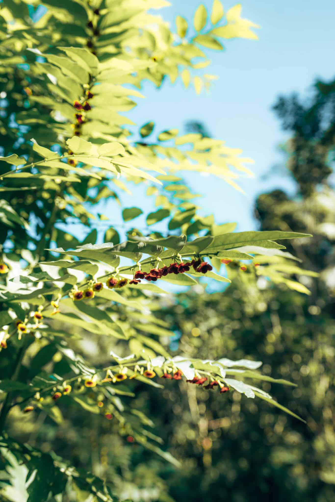 Finca Tierra Permaculture Design Course Katuk