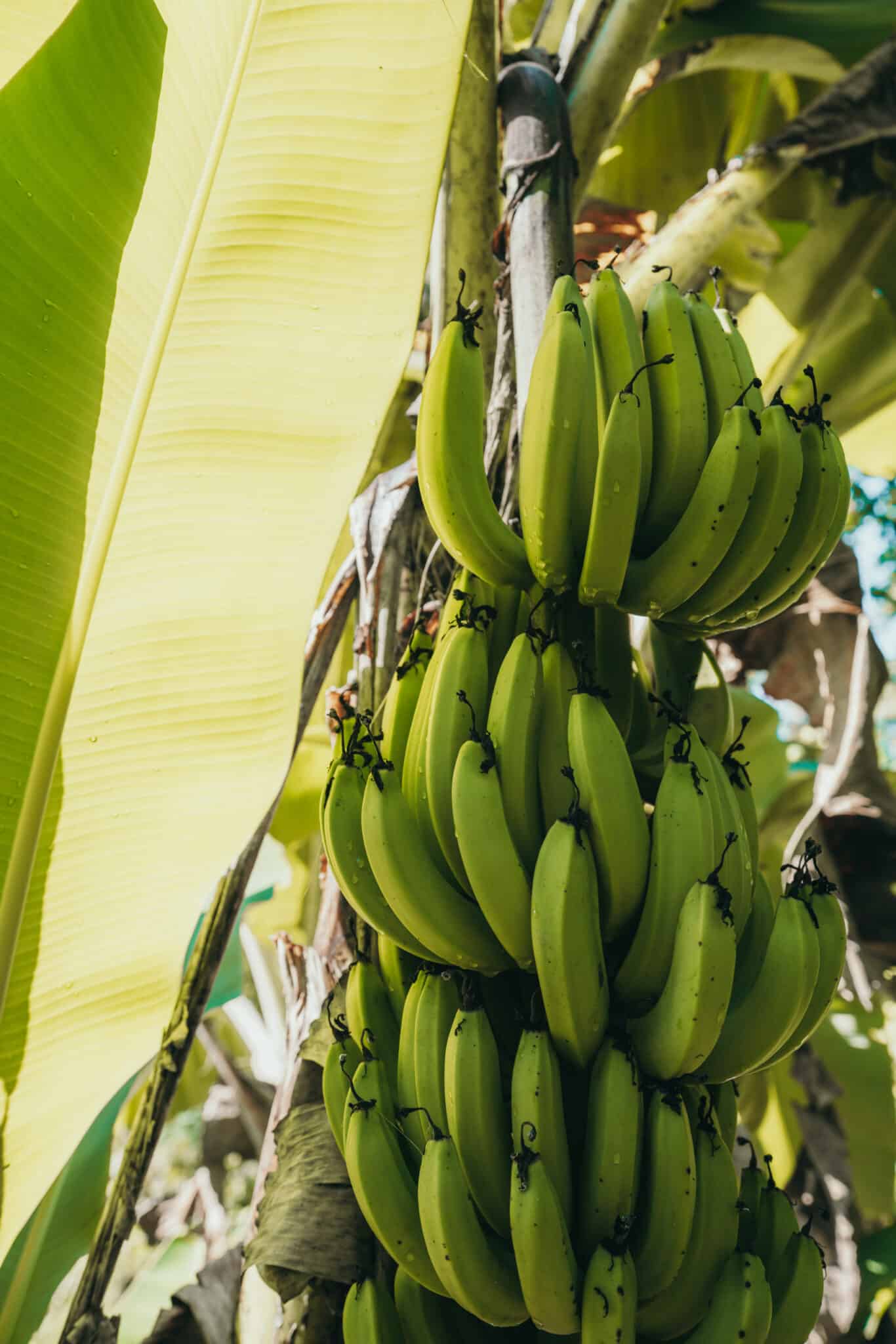 Finca Tierra Permaculture Design Course Bananas